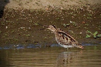 Common Snipe Isanuma Sun, 3/31/2024