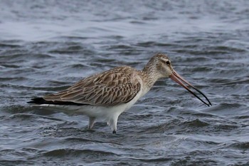 2024年4月2日(火) 葛西臨海公園の野鳥観察記録