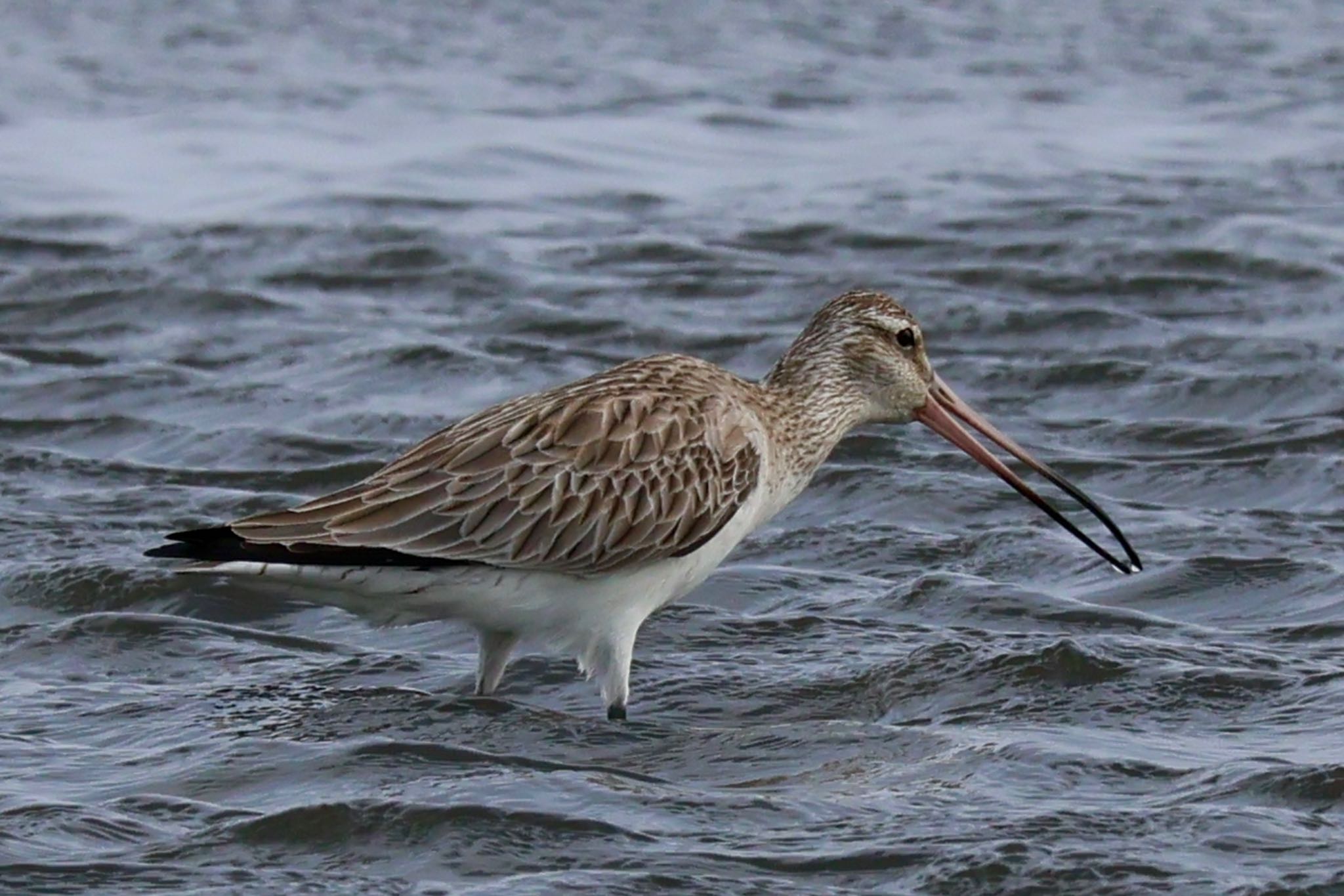 Bar-tailed Godwit