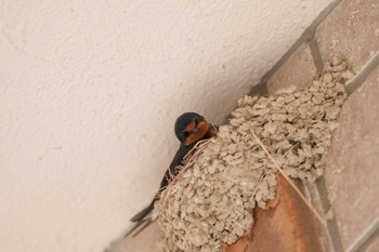 Barn Swallow 石川県 Tue, 4/2/2024