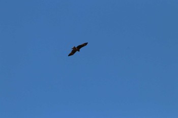 Black Kite 甚兵衛公園(千葉県成田市) Sat, 1/27/2024