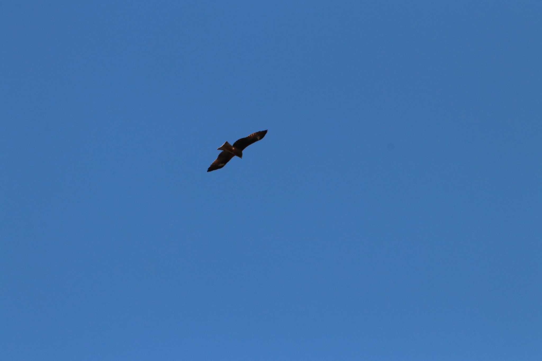 Photo of Black Kite at 甚兵衛公園(千葉県成田市) by バンケン