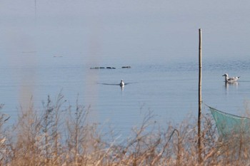 Vega Gull North Inba Swamp Unknown Date