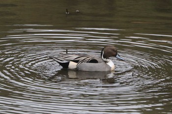 Northern Pintail Unknown Spots Unknown Date