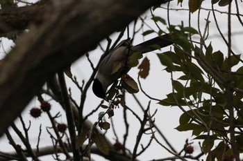 Azure-winged Magpie Unknown Spots Unknown Date