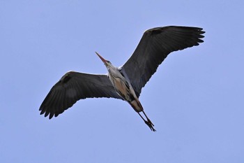 Grey Heron Watarase Yusuichi (Wetland) Sun, 3/24/2024