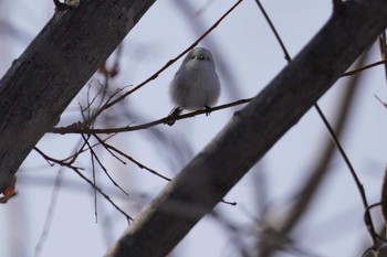 Long-tailed tit(japonicus) Makomanai Park Sat, 3/9/2024