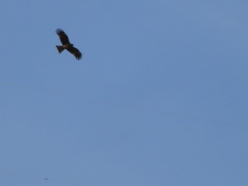 Black Kite 群馬県みどり市東町沢入 Sat, 3/30/2024