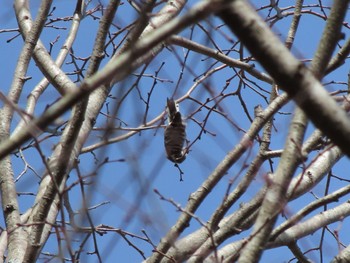 Japanese Pygmy Woodpecker 群馬県みどり市東町沢入 Sat, 3/30/2024