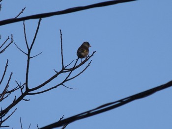 Grey-capped Greenfinch 群馬県みどり市東町沢入 Sat, 3/30/2024