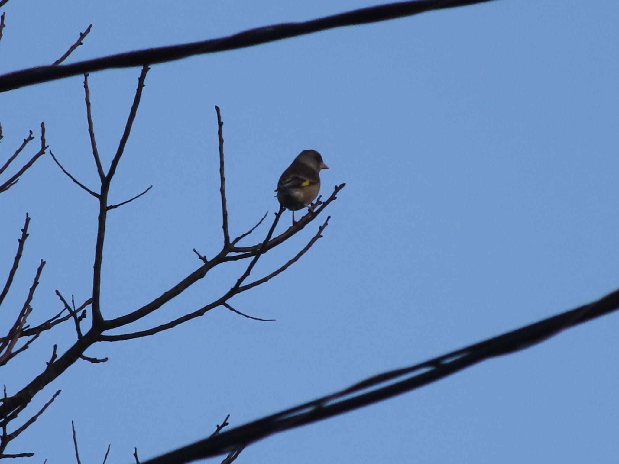 Photo of Grey-capped Greenfinch at 群馬県みどり市東町沢入 by アカウント12456