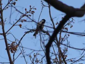 Japanese Tit 群馬県みどり市東町沢入 Sat, 3/30/2024