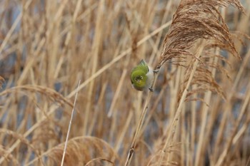 Warbling White-eye Unknown Spots Unknown Date