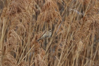 Common Reed Bunting Unknown Spots Unknown Date