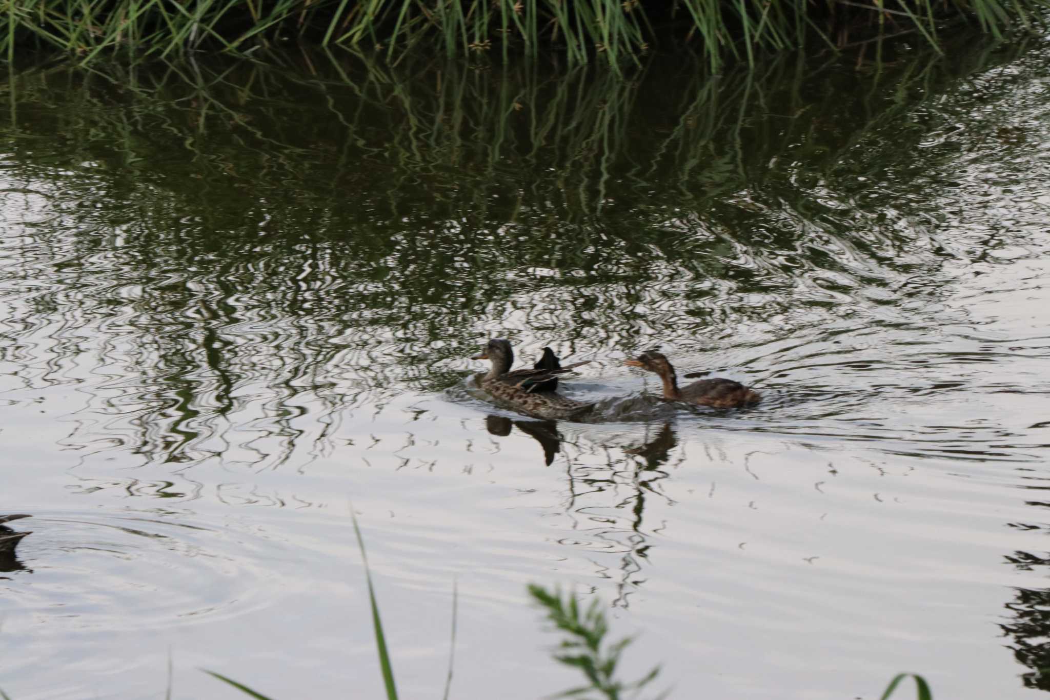 Photo of Little Grebe at  by バンケン