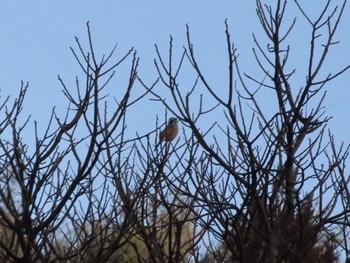 2024年3月30日(土) 群馬県みどり市東町沢入の野鳥観察記録