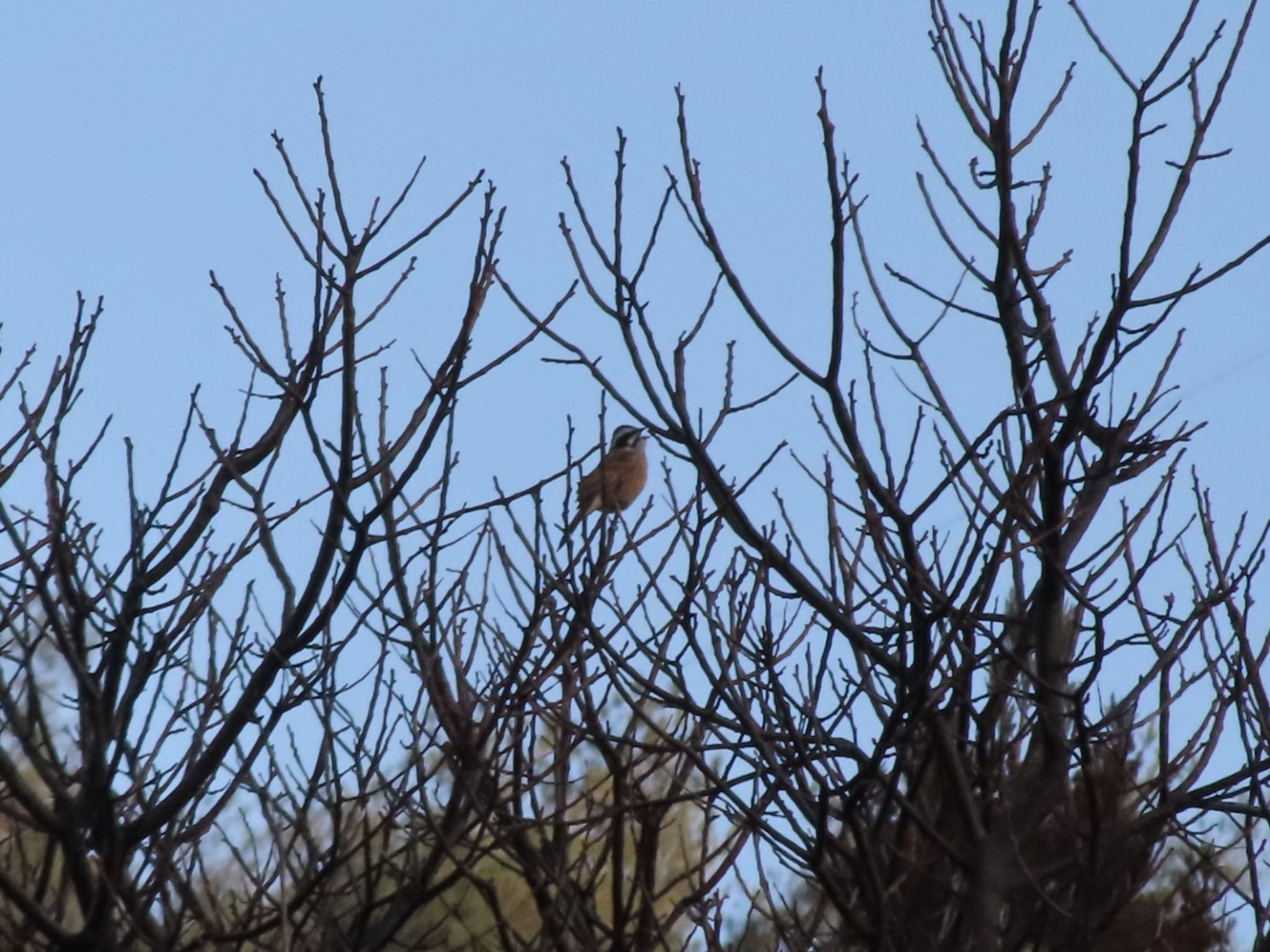 Photo of Meadow Bunting at 群馬県みどり市東町沢入 by アカウント12456