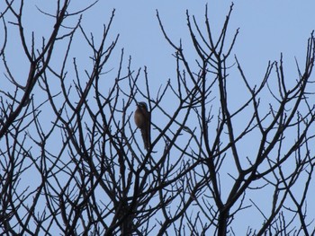 Meadow Bunting 群馬県みどり市東町沢入 Sat, 3/30/2024