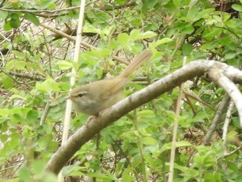 Japanese Bush Warbler 麻機遊水地 Wed, 4/3/2024