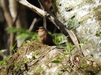 Eurasian Wren 矢筈山 Wed, 3/27/2024