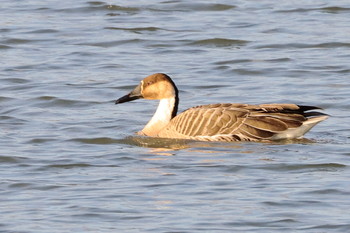 Swan Goose 兵庫県 Sat, 12/15/2018