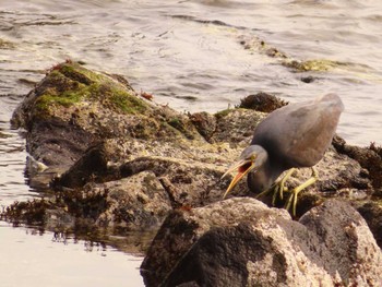 Pacific Reef Heron 真鶴岬 Tue, 4/2/2024