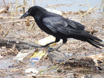 Carrion Crow 淀川河川公園 Thu, 3/28/2024