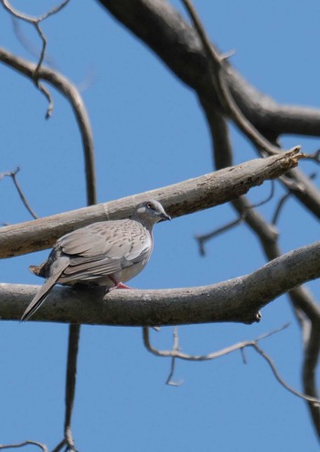 Spotted Dove Wachirabenchathat Park(Suan Rot Fai) Sat, 3/30/2024