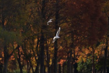 ユリカモメ 水元公園 2023年12月3日(日)