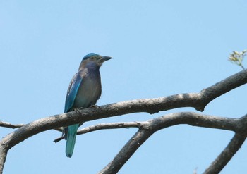 インドブッポウソウ Wachirabenchathat Park(Suan Rot Fai) 2024年3月30日(土)