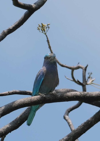 インドブッポウソウ Wachirabenchathat Park(Suan Rot Fai) 2024年3月30日(土)