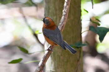 Varied Tit Mizumoto Park Tue, 4/2/2024