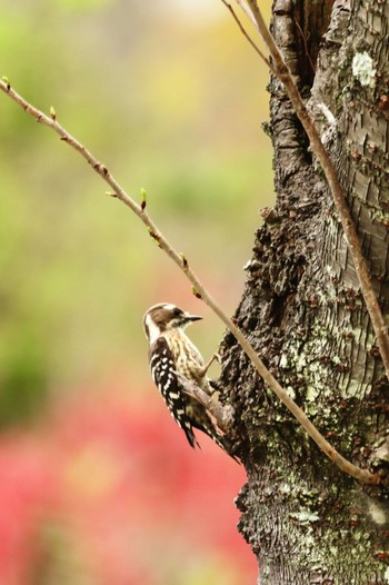 Japanese Pygmy Woodpecker 山口県下松市笠戸島 Sun, 3/31/2024