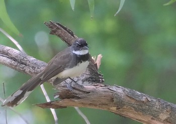 Malaysian Pied Fantail Wachirabenchathat Park(Suan Rot Fai) Sat, 3/30/2024