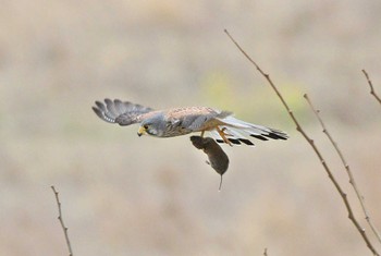 Common Kestrel Unknown Spots Thu, 3/28/2024