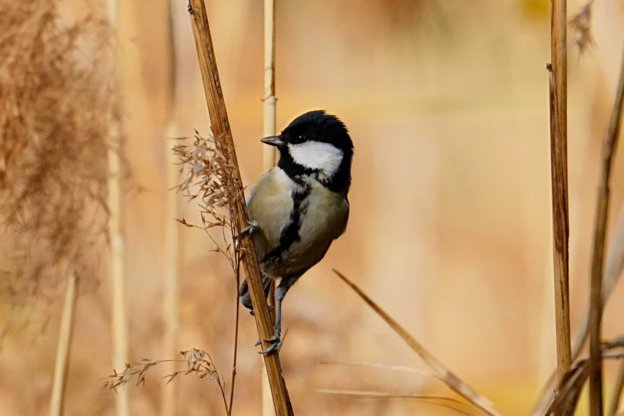 Photo of Japanese Tit at Kasai Rinkai Park by na san