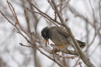 White-cheeked Starling Kasai Rinkai Park Sun, 1/28/2024