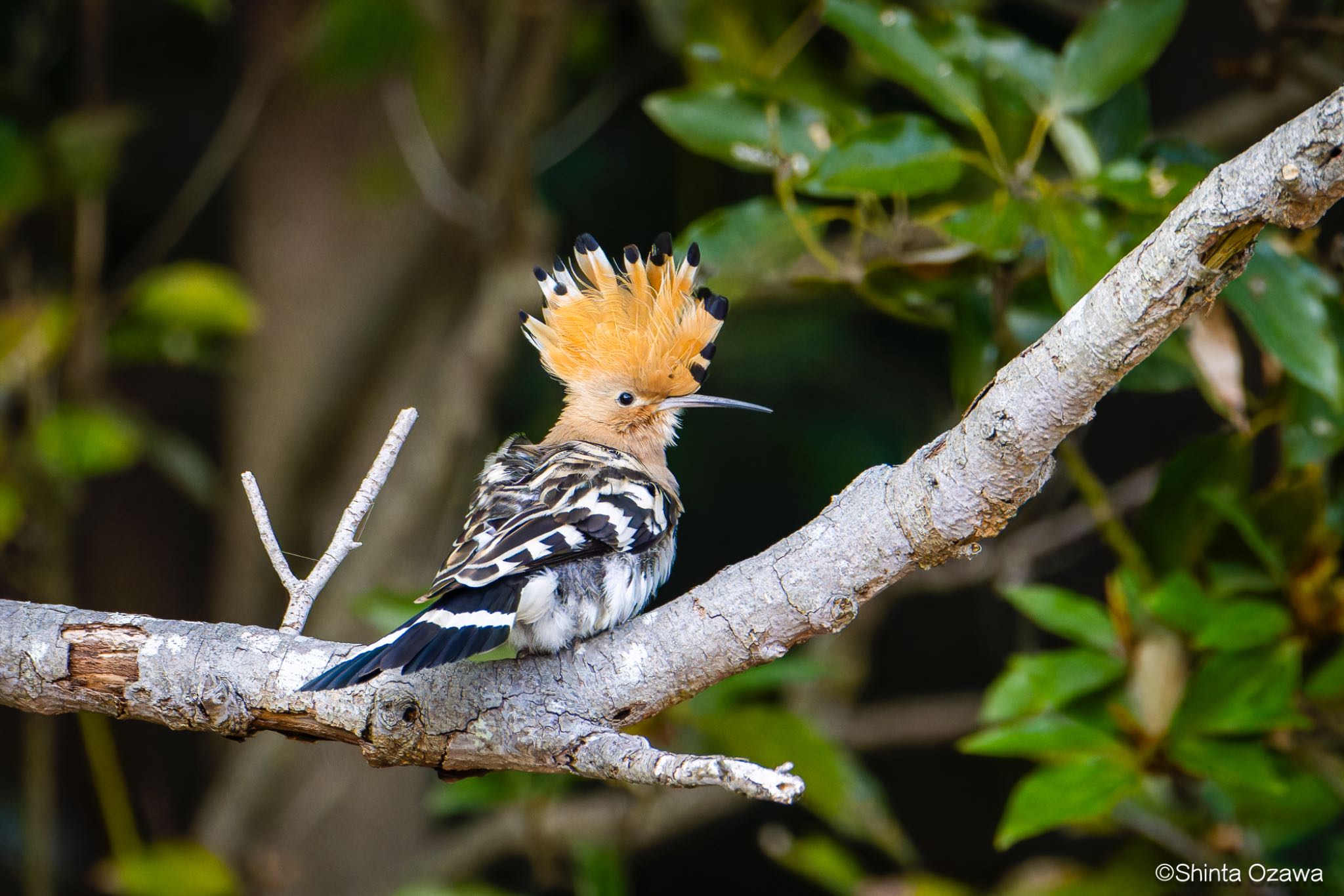 Photo of Eurasian Hoopoe at 神奈川県 by SNT