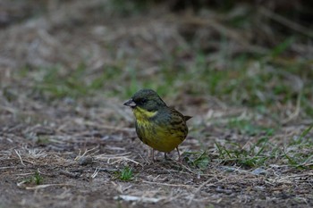 Masked Bunting Kasai Rinkai Park Sun, 1/28/2024