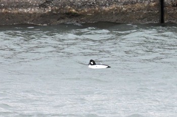 2024年2月22日(木) 琵琶湖の野鳥観察記録