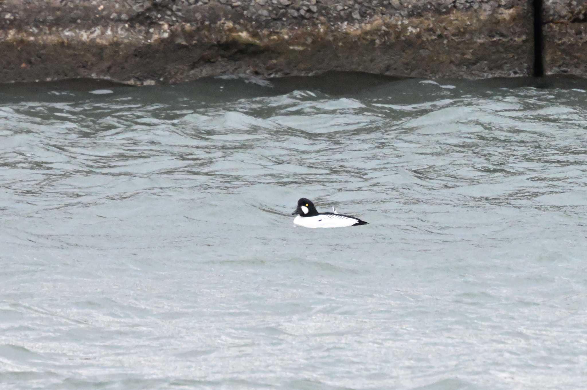 Common Goldeneye