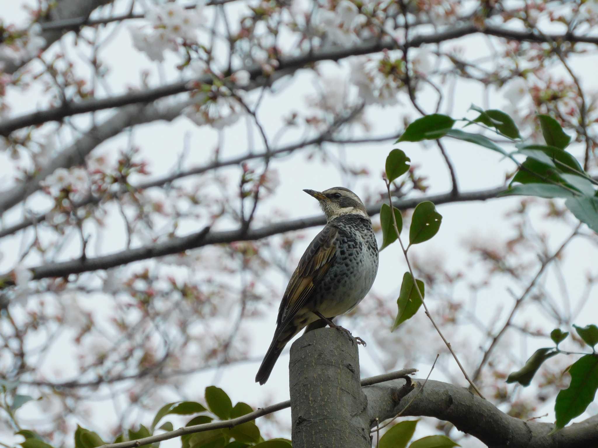 Photo of Dusky Thrush at 平和の森公園、妙正寺川 by morinokotori