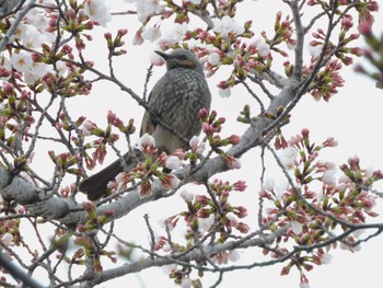 Brown-eared Bulbul 平和の森公園、妙正寺川 Wed, 4/3/2024