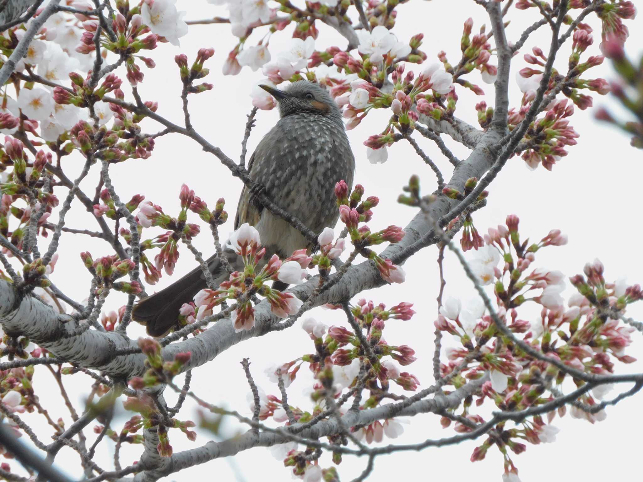 Photo of Brown-eared Bulbul at 平和の森公園、妙正寺川 by morinokotori