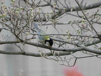 シジュウカラ 平和の森公園、妙正寺川 2024年4月3日(水)