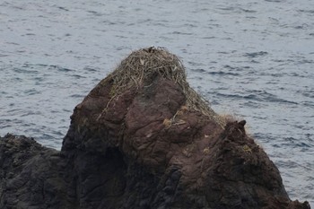 ミサゴ 隠岐(島根県) 2024年3月28日(木)