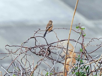 Siberian Long-tailed Rosefinch 蒲生干潟(仙台市) Wed, 4/3/2024