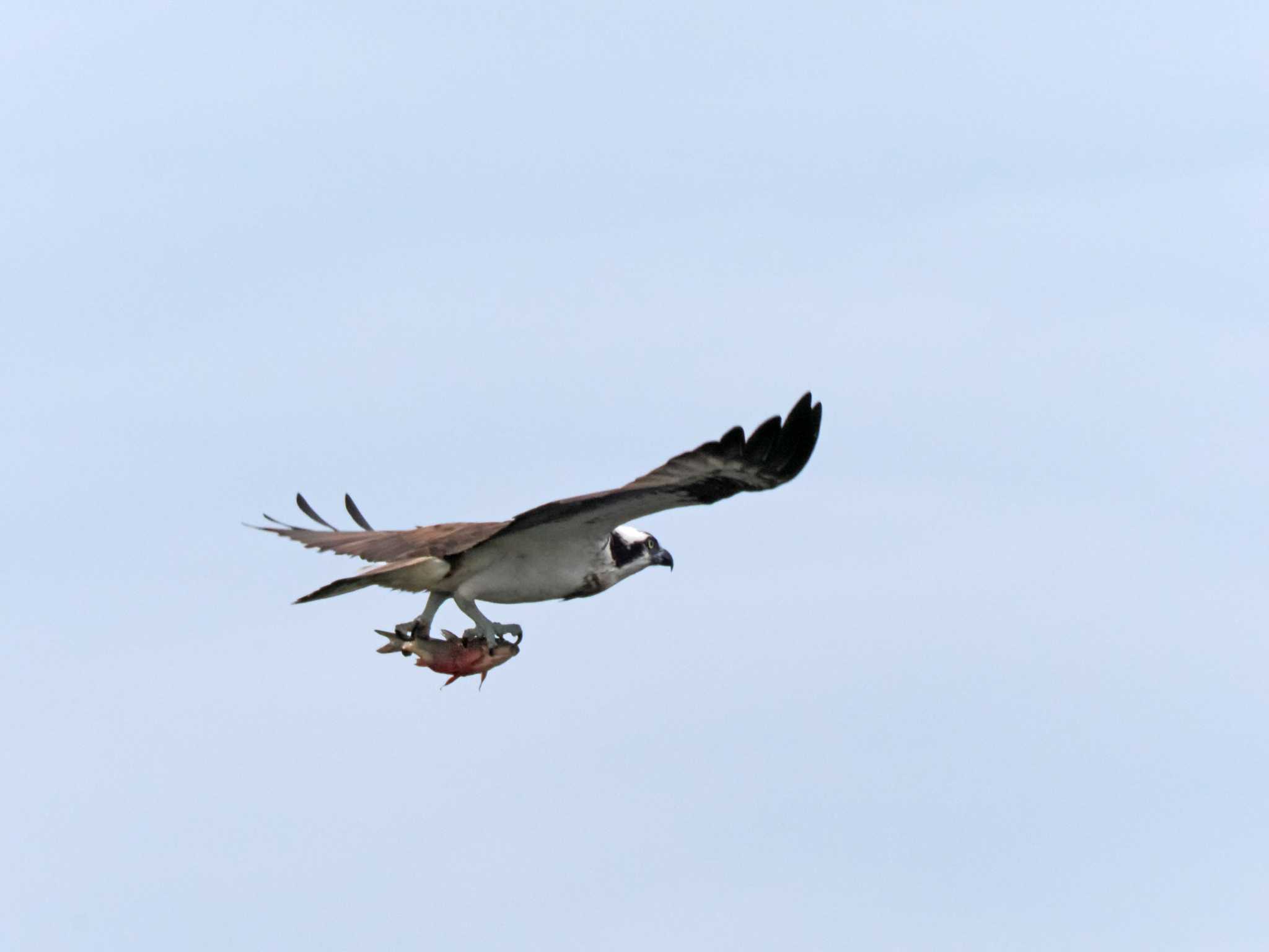 Photo of Osprey at 蒲生干潟(仙台市) by ぴーさん