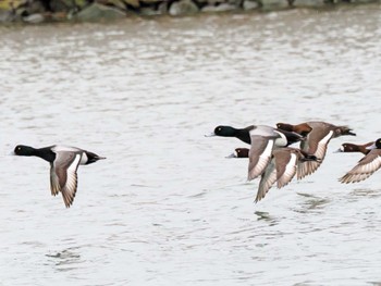 Greater Scaup 蒲生干潟(仙台市) Wed, 4/3/2024