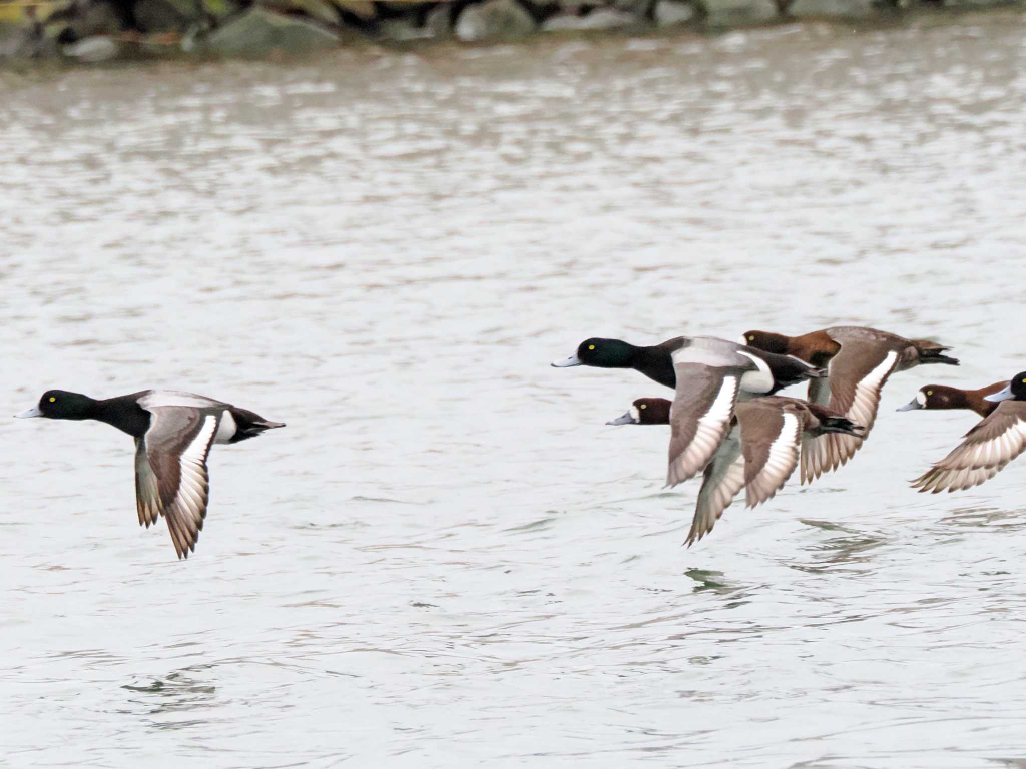 Photo of Greater Scaup at 蒲生干潟(仙台市) by ぴーさん